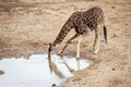 Giraffe drinking water in Kruger National park Royalty Free Stock Photo