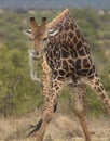 Giraffe drinking water and spraying water