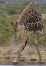 Giraffe drinking water and spraying water