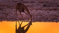 Giraffe drinking water at sunset in the Etosha National Park in Namibia. Royalty Free Stock Photo