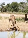 Giraffe drinking water Royalty Free Stock Photo