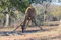 Giraffe drinking water at waterhole Royalty Free Stock Photo