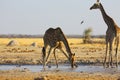 Giraffe drinking water at the waterhole Royalty Free Stock Photo