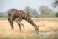Giraffe drinking at a waterhole. Royalty Free Stock Photo