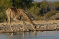 Giraffe drinking at waterhole in Etosha National Park, Namibia Royalty Free Stock Photo