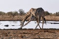 Giraffe drinking at waterhole in Etosha national park, Namibia Royalty Free Stock Photo