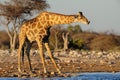 Giraffe is drinking on a waterhole, etosha nationalpark, Royalty Free Stock Photo