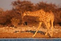 Giraffe is drinking on a waterhole, etosha nationalpark, namibia Royalty Free Stock Photo