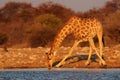 Giraffe is drinking on a waterhole, etosha nationalpark, namibia Royalty Free Stock Photo