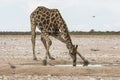 Giraffe drinking from waterhole, Etosha Park Royalty Free Stock Photo