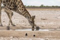 Giraffe drinking from waterhole, Etosha Park Royalty Free Stock Photo