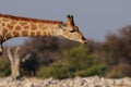 Giraffe is drinking on a waterhole, etosha nationalpark, namibia Royalty Free Stock Photo