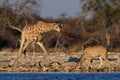 Giraffe is drinking on a waterhole, etosha nationalpark, namibia Royalty Free Stock Photo