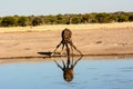 Giraffe drinking at a waterhole with a lovely reflection