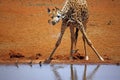 Giraffe Drinking at Waterhole Royalty Free Stock Photo