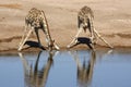 Giraffe drinking at a waterhole - Namibia Royalty Free Stock Photo