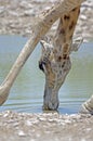 Giraffe drinking at waterhole Royalty Free Stock Photo