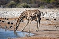 Giraffe drinking at waterhole Royalty Free Stock Photo