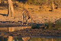 Giraffe drinking from waterhole at sunset Royalty Free Stock Photo