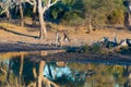 Giraffe drinking from waterhole at sunset. Wildlife Safari in the Mapungubwe National Park, South Africa. Scenic soft warm light. Royalty Free Stock Photo