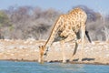 Giraffe drinking from waterhole. Wildlife Safari in the Etosha National Park, famous travel destination in Namibia Royalty Free Stock Photo