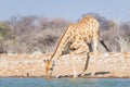 Giraffe drinking from waterhole. Wildlife Safari in the Etosha National Park, famous travel destination in Namibia Royalty Free Stock Photo