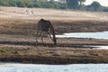 Giraffe drinking from waterhole. Wildlife Safari in the Etosha National Park, famous travel destination in Namibia Royalty Free Stock Photo