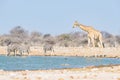 Giraffe drinking from waterhole. Wildlife Safari in the Etosha National Park, famous travel destination in Namibia Royalty Free Stock Photo