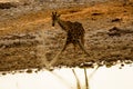 Giraffe drinking from the waters of the waterhole Royalty Free Stock Photo