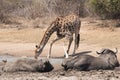 Giraffe drinking Royalty Free Stock Photo