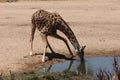 Giraffe drinks in a dry river bed