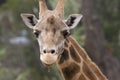 Giraffe drooling Royalty Free Stock Photo