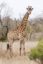 Giraffe in dry thornveld Royalty Free Stock Photo