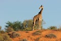 Giraffe on dune Royalty Free Stock Photo