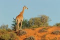 Giraffe on dune Royalty Free Stock Photo