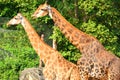 Giraffes at Dusit Zoo in Khao Din Park, Bangkok, Thailand Royalty Free Stock Photo