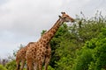 Giraffe eatiing 2433 Royalty Free Stock Photo