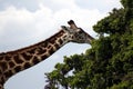 Giraffe Eating