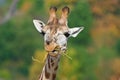 Giraffe eating