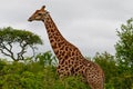 Giraffe eating 2353
