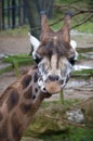 Giraffe eating Royalty Free Stock Photo