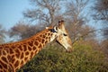 Giraffe eating