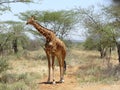 Giraffe eating Acacia Africa Royalty Free Stock Photo