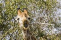 Giraffe eating acacia branches in kruger park