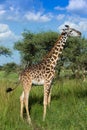 Giraffe eating acacia leafs Royalty Free Stock Photo