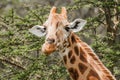 Giraffe Eating Acacia Leaves Royalty Free Stock Photo