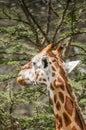 Giraffe Eating Acacia Leaves Royalty Free Stock Photo