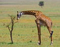 Giraffe is eating acacia savannah. Close-up. Kenya. Tanzania. East Africa.