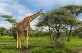 Giraffe Royalty Free Stock Photo