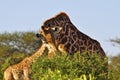 Giraffe eating Africa